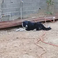 وا گذاری سگ قدریجونی