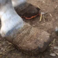 نعل بندی(داغ)و سرد|اسب و تجهیزات اسب‌سواری|مشهد, وکیل‌آباد|دیوار