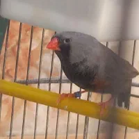 فنچ شارکول و فنچ انگلیسی