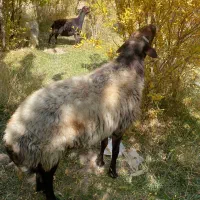 ۴عدد میش دوقلو زا شال افشار و قوچ هترو وبزوکهره|حیوانات مزرعه|کرمان, |دیوار