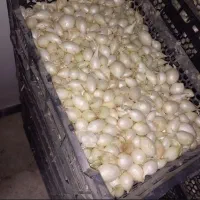 پیازغده