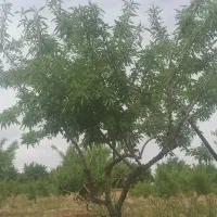 زمین-جاده-تیران-شوراب