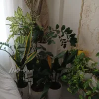 فروش یک باب مغازه درنواب نزدیک حرم