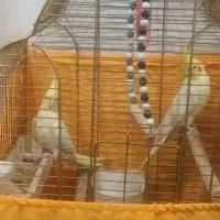 عروس هلندی جفت