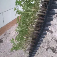 نشا سینی کشت گوجه و بادمجان و غیره