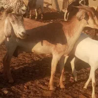 بز کهره  در جم|حیوانات مزرعه|جم, |دیوار