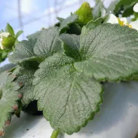 کارگر آقا برای کار