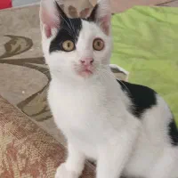 واگذاری گربه