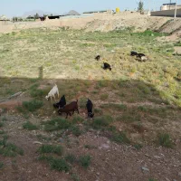 گوسفندچاق واسه عیدقربان