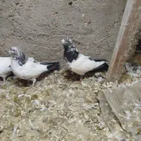 کفتر|پرنده|سامن, |دیوار