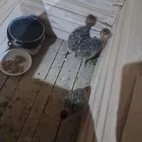 ۳عدد جوجه شتر مرغ