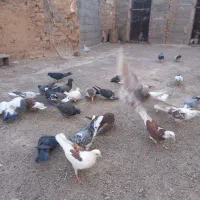 پرنده|پرنده|سیرجان, |دیوار