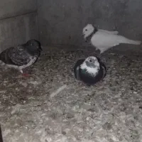 ۳کبوتر نر عالی درجه یک
