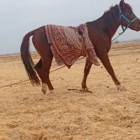 فروشی|اسب و تجهیزات اسب‌سواری|تایباد, |دیوار