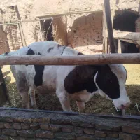 گوساله فروشی