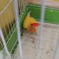 کوتوله ماده کار داده