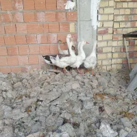 غاز|حیوانات مزرعه|نگین شهر, |دیوار