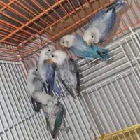 طوطی کوتوله برزیلی یووینگ