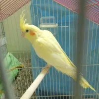 پرنده عروس هلندی جوجه|پرنده|شاهین‌شهر, حافظ شمالی|دیوار