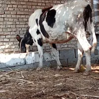 گاوگوساله نر دوعدد ویک گاو ۷ماه ابستن