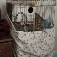 یک جفت عروس هلندی با قفس و لونه|پرنده|تهران, والفجر (افسریه)|دیوار