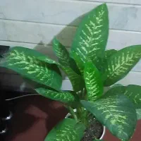 گل گل|گل و گیاه طبیعی|قم, علی آباد سعدگان|دیوار