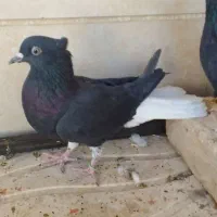 سیاهپوش ورنگی وخطی