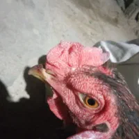 مامله وت مرغ نسل بالا