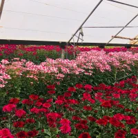 گل داودی به قیمت گلخانه