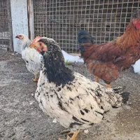 خروس کاکلی|حیوانات مزرعه|مشهد, کارگران|دیوار