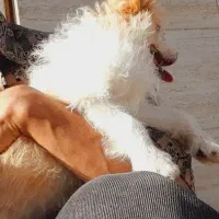 سگ شیتزو تریر|سگ|مرودشت, استادیوم‎|دیوار