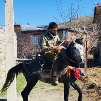 اسب کورد ۶ ساله بدون اخلاق بد