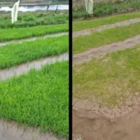 کود کشاورزی