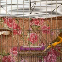 قناری پرتقالی رنگ خاص   ابلغ قواره داررسمی معمولی|پرنده|صباشهر, |دیوار