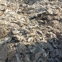 فروش کود جوجه بوقلمون،مرغی