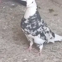 شازده سرور