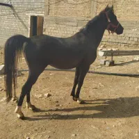 اسب اصیل کوردی