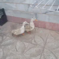 مرغ ویک جفت مرغابی نروماده