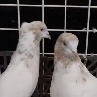 کفتر پرشتی کله زرد ، شازده