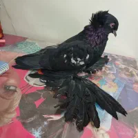 کفتر کاکلی پرپا (زینتی)|پرنده|تهران, جیحون|دیوار