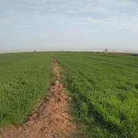 روستایه دهلیز ۲|فروش زمین و ملک کلنگی|حمیدیه, |دیوار