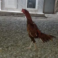 خروس پاکستانی  اصل