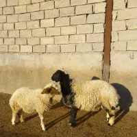 بره نر.ماده