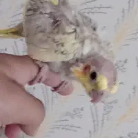 جوجه عروس هلندی|پرنده|الوند, |دیوار