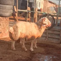 بره کوهه چاق