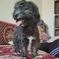 سگ گمشده