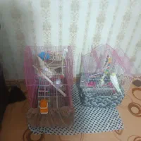 دو جفت عروس هلندی