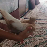 فروش کبوتر سینه زرد