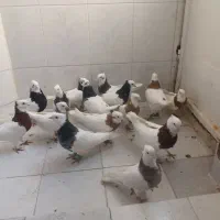 طوقی کاکلی|پرنده|مشهد, شهرک ابوذر|دیوار