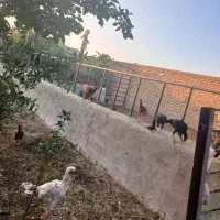 خانه مسکونی و دامداری در تازه شهر|فروش خانه و ویلا|سلماس, |دیوار